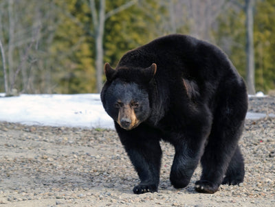 10 Pro Tips for Bear Hunting