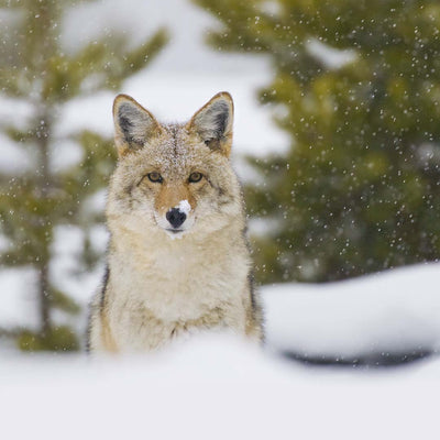 Comment chasser le coyote : conseils d’expert