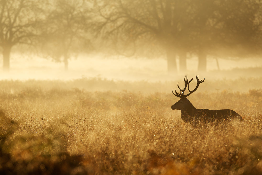 Histoires de chasse mémorables avec Dan Gilbert, ambassadeur Sportchief