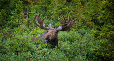 Moose nachos: a tasty and friendly recipe from Valérie Gauthier